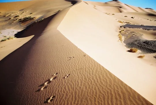 Dunes du Sahara algérien — photo 12