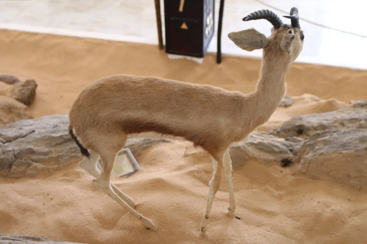 Musée de Dar El Imzad — photo 83 sur 157