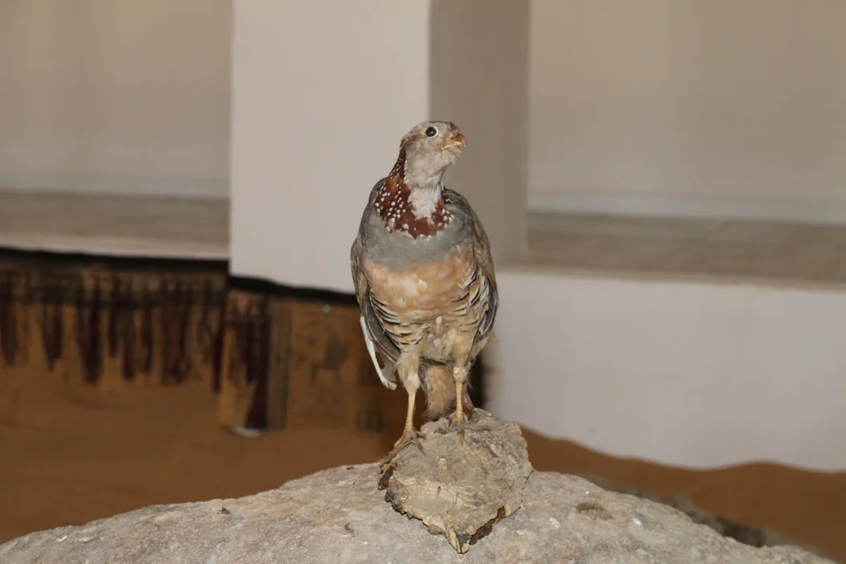 Musée de Dar El Imzad — photo 82 sur 157