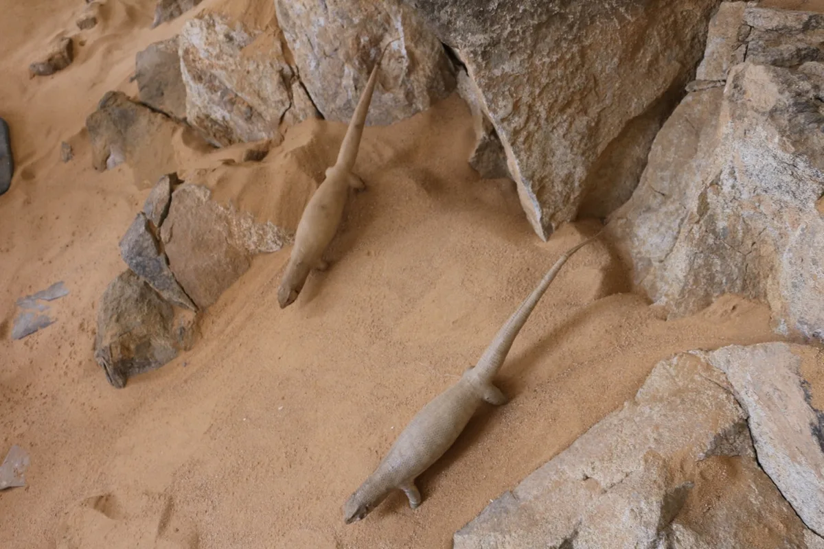 Musée de Dar El Imzad — photo 80 sur 157